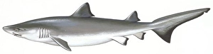 Illustration Technique Prints: Zoology - Fishes - Carcharhiniformes - School shark (Galeorhinus galeus), illustration