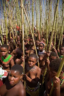 Ceremony Prints: Zulu girls in traditional dress carrying reeds as a symbol of their virginity to the King