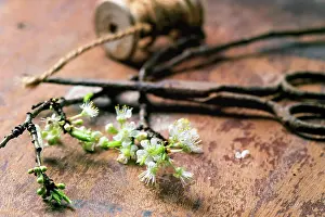 Projects Prints: Zweig der Blüte Blossom branch with vintage scissors and reel over brown wooden surface